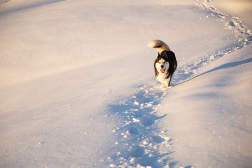 A cute Siberian Husky running on the snow, Tauplitzalm, Austria