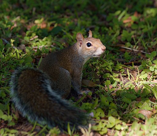 A closeup of cute Grey squirrel on green grassy field on sunny day