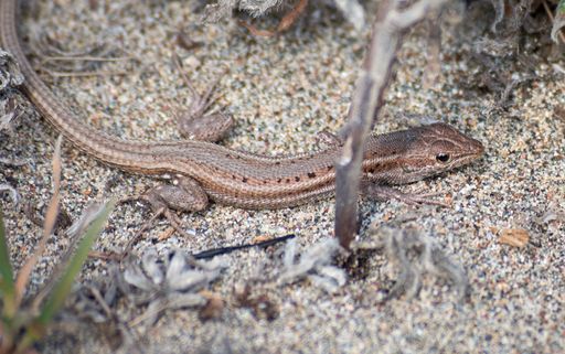 A high angle shot of a small lizard walking on the ground
