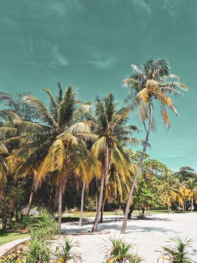 A beautiful view of the palm trees on a sandy beach during a sunny day in Koh Ma Resort, Thailand