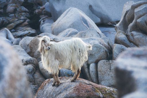 A selective focus shot of a white goat in a rocky landscape