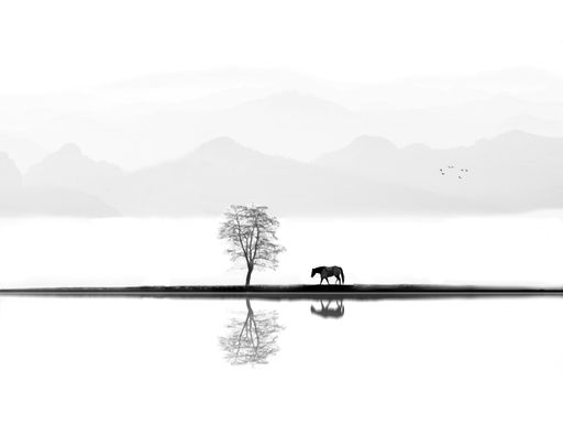 A grayscale shot of a horse walking through a pathway surrounded by water with a tree reflecting on it
