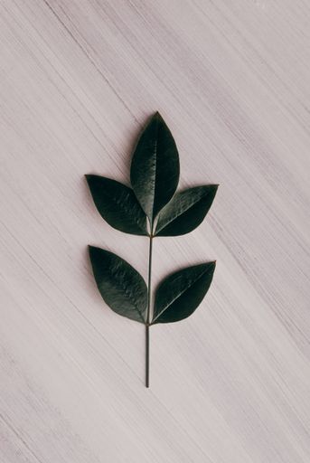 A top view of green leaves on a white wooden surface