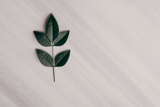 A top view of green leaves on a white wooden surface