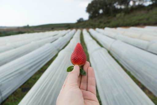 A selective focus shot of a person holding a strawberry in a hand