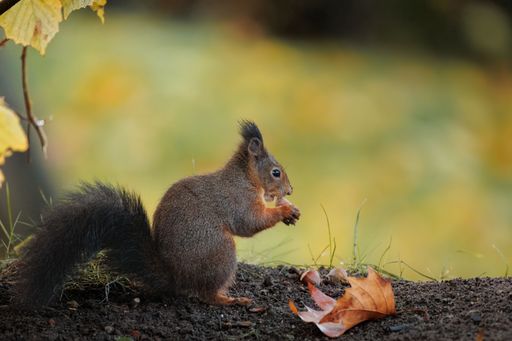 A closeup of a Red squirrel eating a nut sitting on a tree branch in autumn