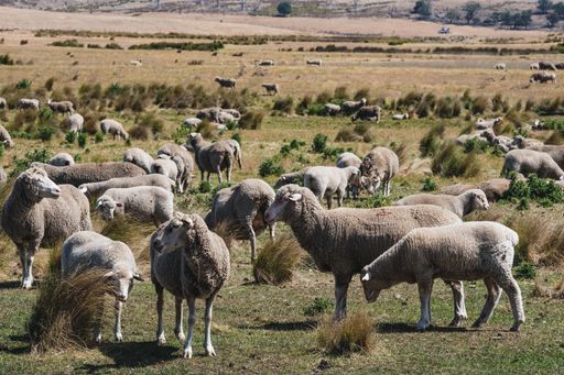 Herd of sheep feeding on vast pasture during summer