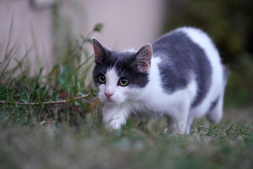 A selective focus shot of a white and gray cat walking on the grass