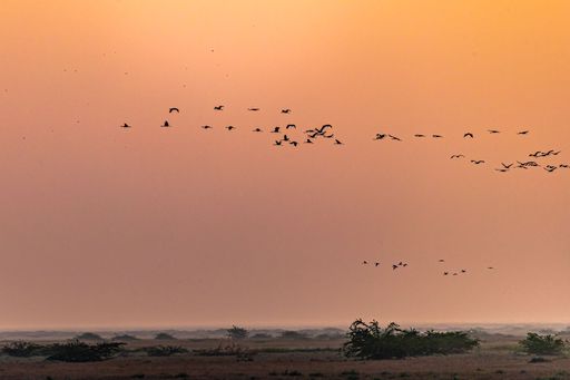 A Flock of Common Cranes in flying during the golden hour over the dunes