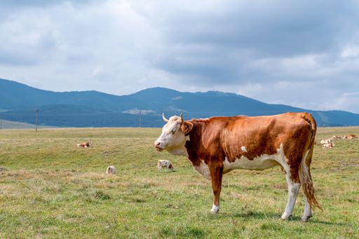 The brown cow with horns on the grassy field in the countryside