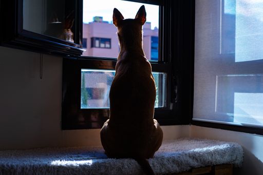 A silhouette shot of sitting in front of a glass window waiting for its owner to come home