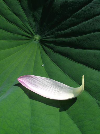 A closeup shot of pink lotus lobes on lotus leaves