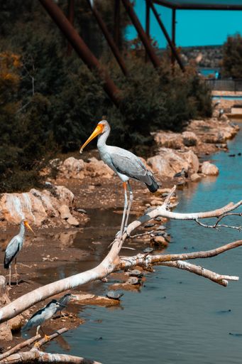 A vertical shot of a big bird with a long yellow beak sitting on a tree branch over the river
