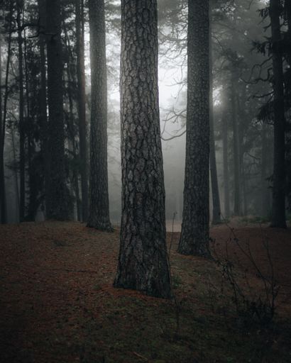 A vertical shot of a mystical foggy forest in Ogre Zilie Kalni Nature Park, Latvia