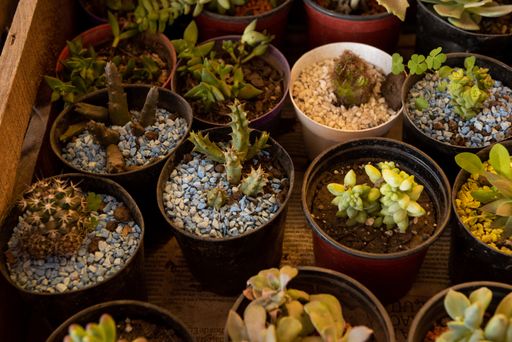 A closeup shot of various cactuses in pots