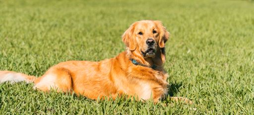 A panorama of a cute golden retriever laying on grass