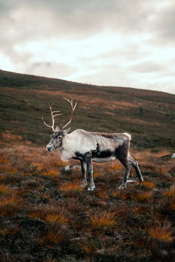 A vertical shot of a mountain reindeer (Rangifer tarandus tarandus) standing on the mountain slope