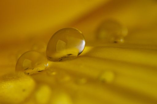 A macro shot of water droplets on the mustard yellow background