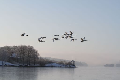 A group of migrating swans flying over the cold lake
