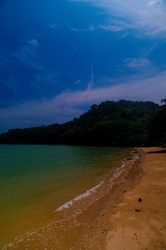 A vertical shot of the calm ocean waves moving towards the shore surrounded by a green forest