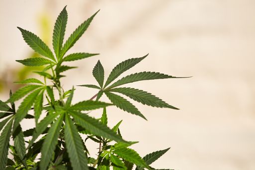 A closeup shot of a marijuana plant on light blurred background with a space for text