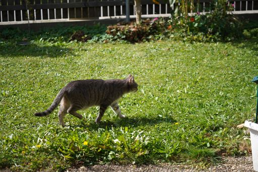 A cute kitten in the yard on a sunny day