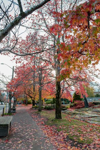 A vertical shot of the sun rising over an autumn street in Victoria, BC Canada