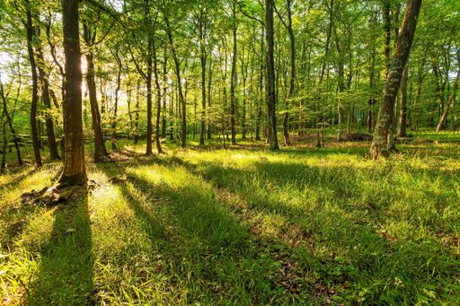 A beautiful shot of the sun rising over a green forest with different kinds of plants