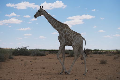 A closeup portrait of a long-necked giraffe in a South African savannah with a cloudy sky behind