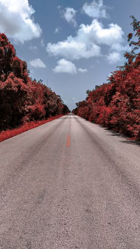 A vertical shot of an empty street with trees on both sides
