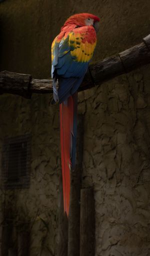 A vertical shot of a bright colorful scarlet macaw perched on a thick tree branch in the daylight