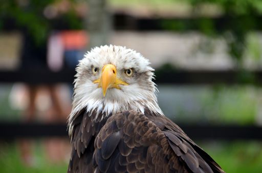 A closeup of a bald eagle, horizontal headshot