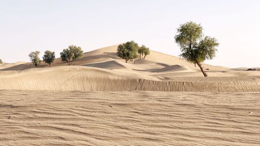 A scenic view of green trees in desert dunes on a sunny day