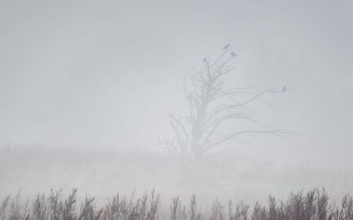 Landscape details: crows sitting on tree branches obscured in the mist