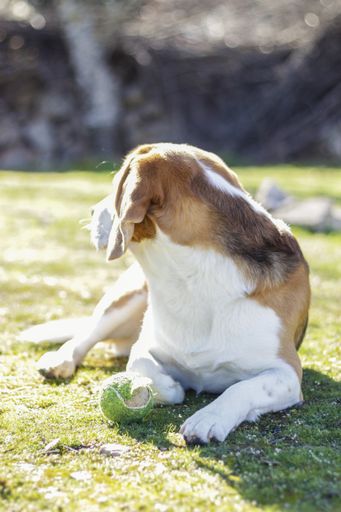 A vertical shot of a young tricolor beagle lying on the grass next to his ball after playing