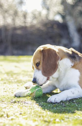 A vertical shot of a young tricolor beagle lying on the grass next to his ball