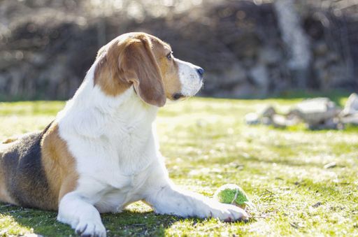A selective focus shot of a young tricolor beagle lying on the grass next to his ball
