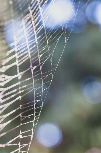 A vertical shot of spider web in a field under the sunlight with a blurry background