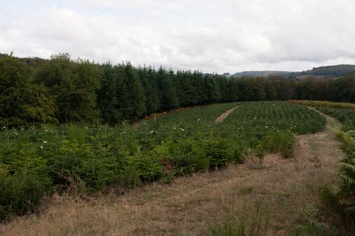 The beautiful landscape surrounded by greens and trees under the cloudy sky