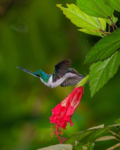 A vertical selective focus shot of a hummingbird flying near a pink flower