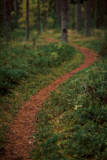 A vertical closeup shot of a pathway in the middle of a forest