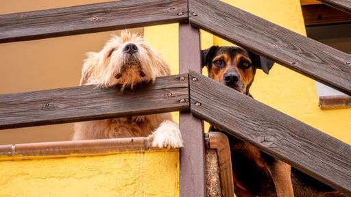 A closeup shot of dogs observing leaning on the ladder