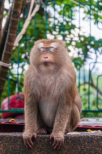 A vertical shot of an adorable monkey sitting on a stone with closed eyes