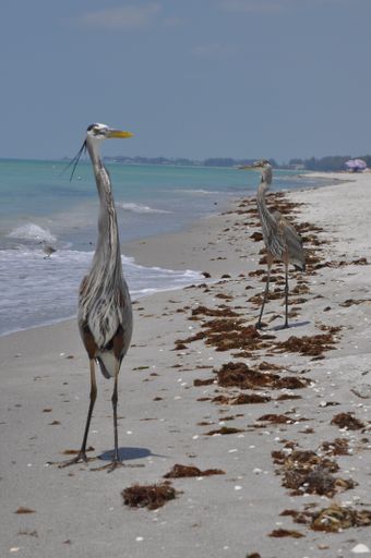 A vertical shot of two great blue herons on the beach near sea waves enjoying the warm weather