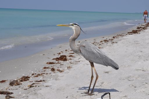 A beautiful great blue heron standing on the beach enjoying the warm weather