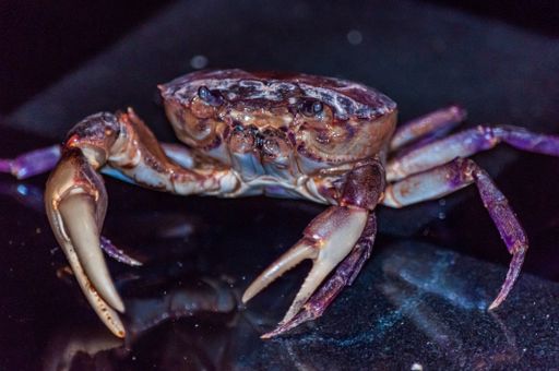 A closeup shot of a Dungeness crab - great for an article about underwater life
