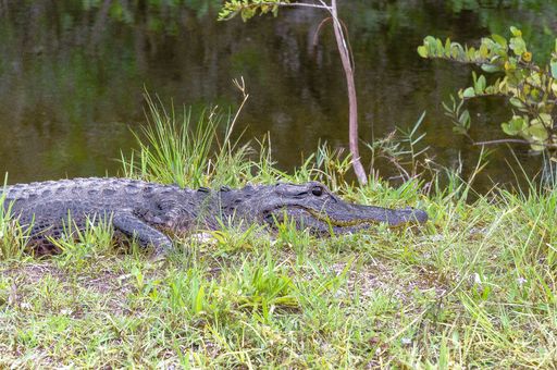 A gray crocodile coming out of a lake in a grassy field during daytime