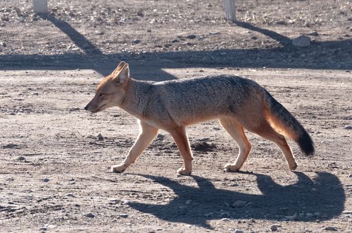 A lonely sly fox walking in a rocky area on a sunny day