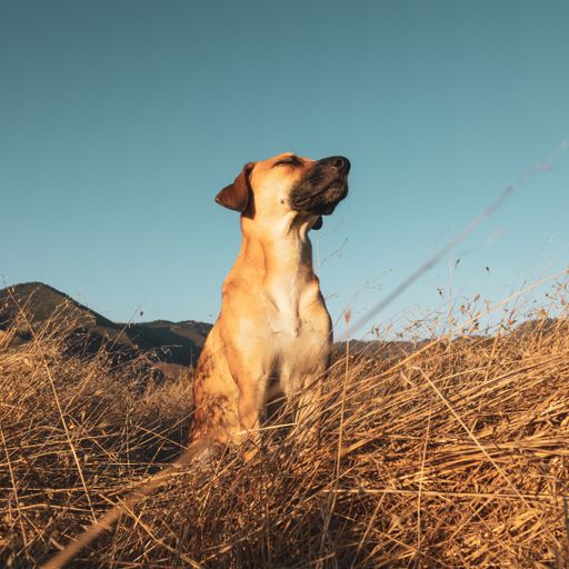 A closeup shot of black mouth cur dog on blurred background