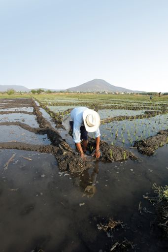 A vertical shot of man farmer working in a rice field to stop the water